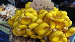 黄色的牡蛎蘑菇