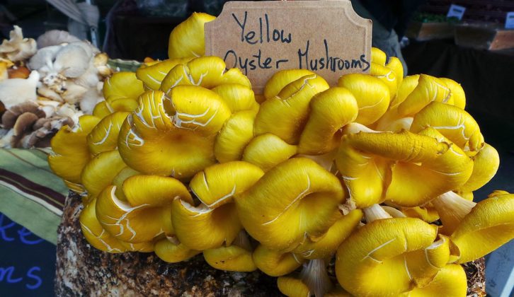 黄色的牡蛎蘑菇
