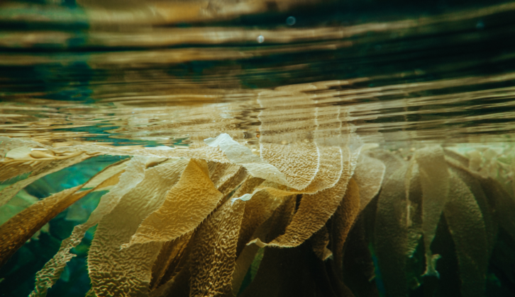 海藻和其他形式的藻类作为食品成分越来越受欢迎。(海苔漂浮在海面下的照片)